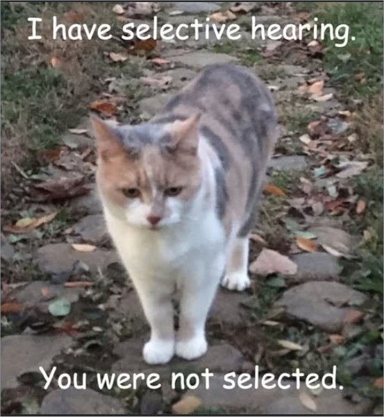 selective caturday majorgeeks.jpg